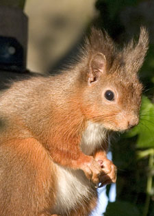 Red Squirrel photos by Betty Fold Gallery